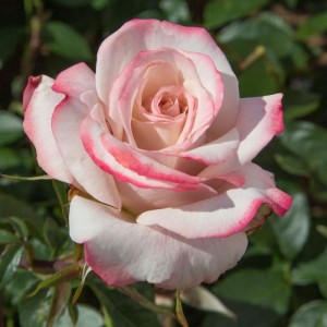 CANDY PERFUMELLA (hybrid tea)